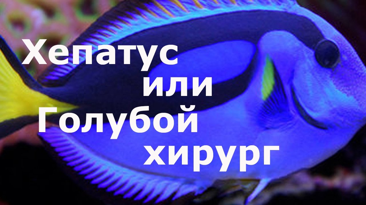 Хепатус, Хирург голубой (королевский) (Paracanthurus hepatus, Blue tang)