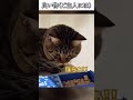 猫のおもしろ動画にツッコミどころ満載なアフレコしてみた#459【シャーペン】【ハプニング映像】#shorts #アフレコ #面白動画