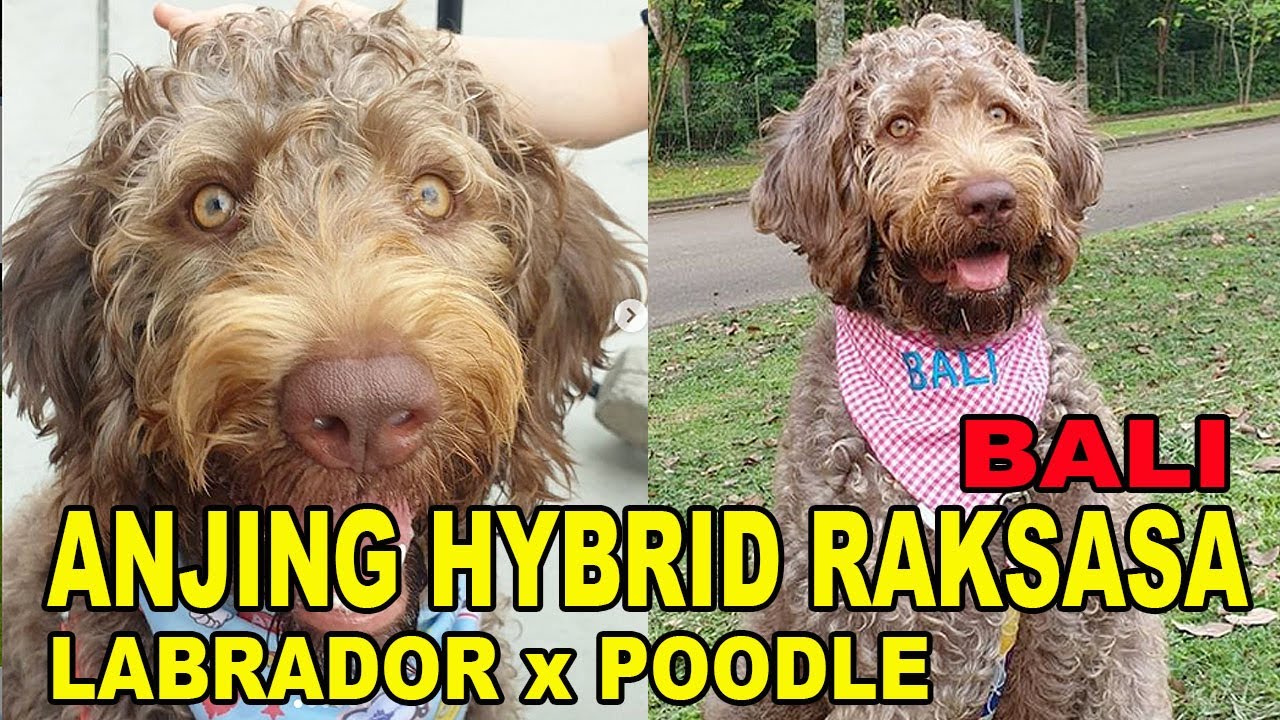 BALI SI LABRADOODLE ANJING HYBRID RAKSASA