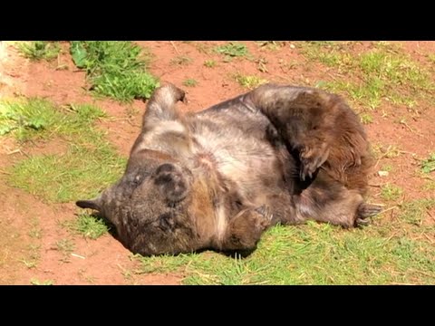 Ellie the wombat