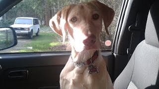 Easy how to clean dogs ears regular maintenance a healthy dog