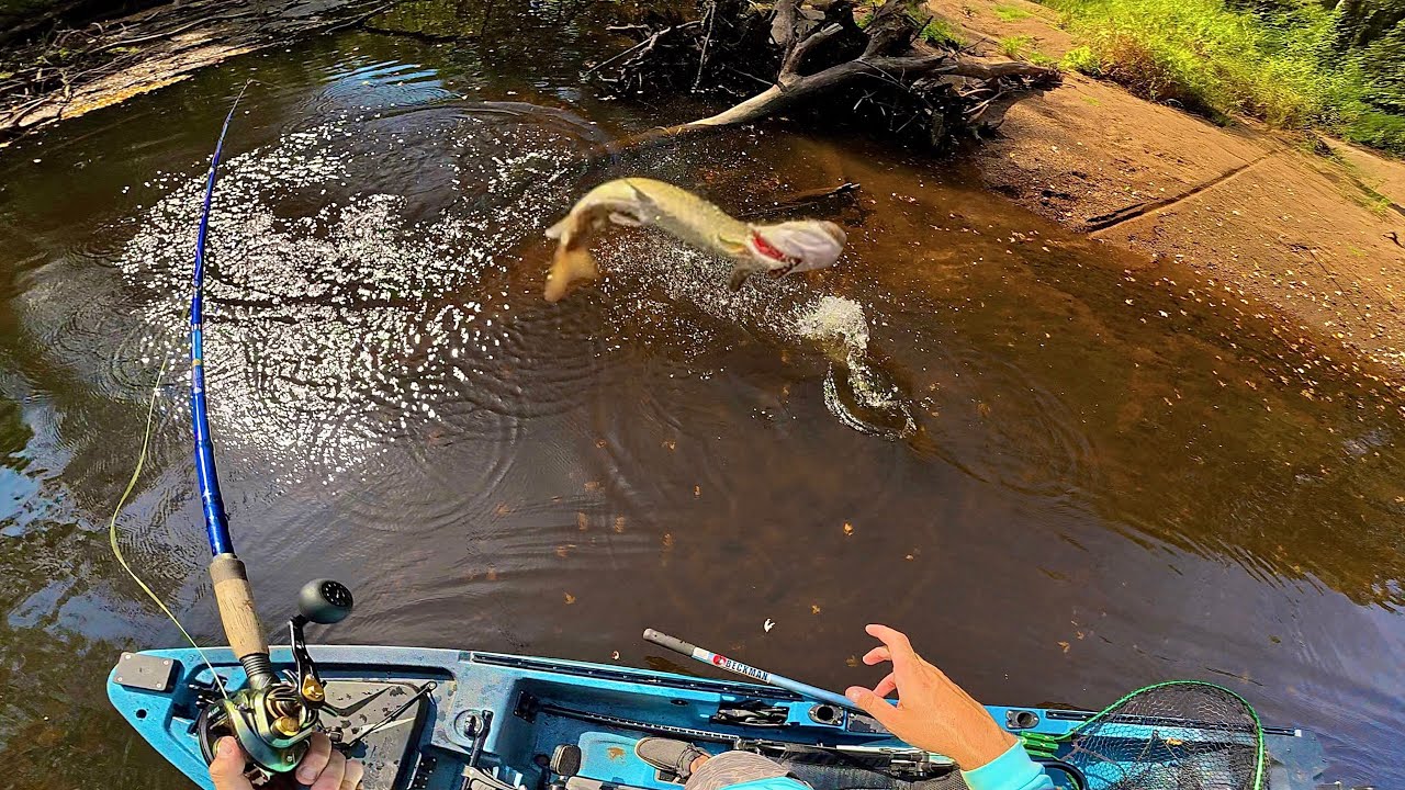 Этот небольшой ручей просто кишит мускусами! (29 мускусных рыб пойманы за один день)
