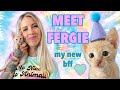 I Adopted Fergie, a Kitten with Kidney Disease