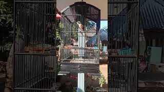 masteran cendet tembakan mematikan lawan#masterancendet#cendetindonesia#cendetgacor