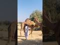 صدام ضخم بين الجمال صدام ضخم بين الجمال