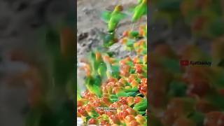 Hundreds of Lovebirds Drinking Together | Stunning Nature Scene You Must See! #shorts