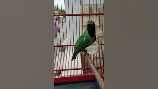 Cucak ijo, Lokal sempu