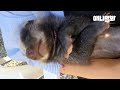 천사같은 아기 오소리의 목숨을 살렸습니다 그리고 3개월 후.. ㅣ After Saving A Baby Badger Who Was Nearly Dying