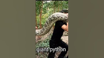 horror close-up giant python 200kg | snake king