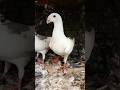 Muhammad nabi #naat #muhammad #hajj #muslim #madina ##pigeon #shorts
