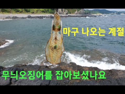 요즘 너무 잘나오고 맛있는 오징어 낚시 액션 손질 회먹방