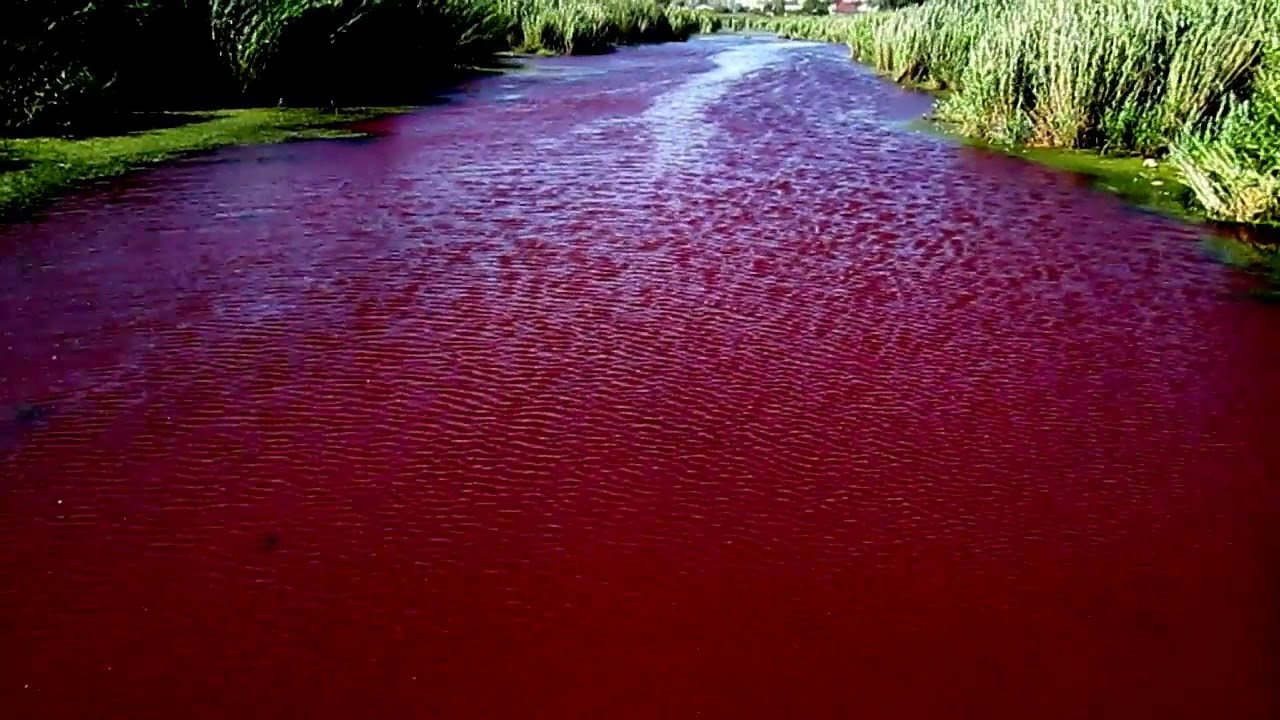 Река с красной водой. Ерик казачий Астрахань. Казачий Ерик Темрюкский район. Набережная казачьего Ерика Астрахань. Красная река.