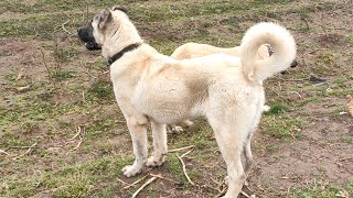 Uğur Çağlardan Aldiğim Türk Kangal Anadolu Çoban Köpeği̇ Yavrulari 6 Aylik Oldu