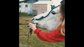 Putting a bit in horses mouth