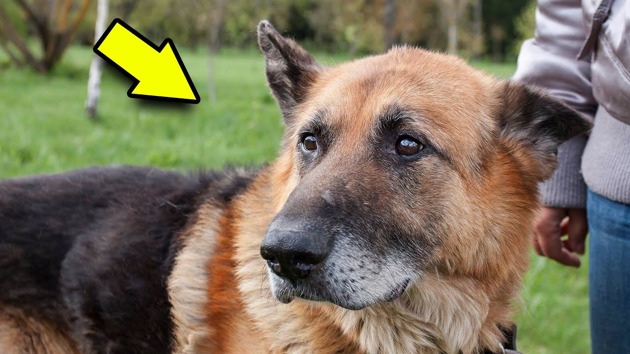 Dog Went Missing from the Forest; After 7 Months, Their Owners Got Very ...