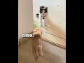 When u back home,looking at ur baby's waiting for u.😍😍😘 #memes #lingangu #cute #cat #pet #funny