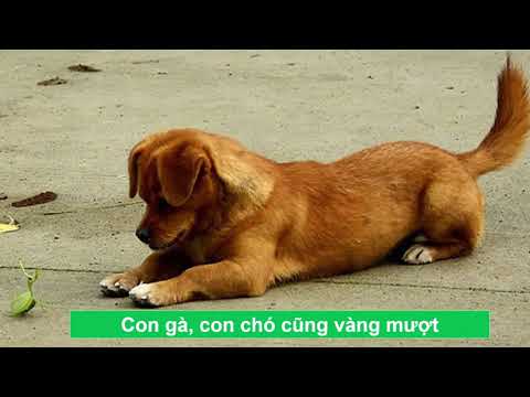 Video Tập Đọc lớp 5 -Bài 2 Quang cảnh làng mạc ngày mùa - youtube