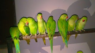 Alexander Parrot Sound Videos | Natural Parrot Sound| Tanishu singh miniature|@ParrotMedia