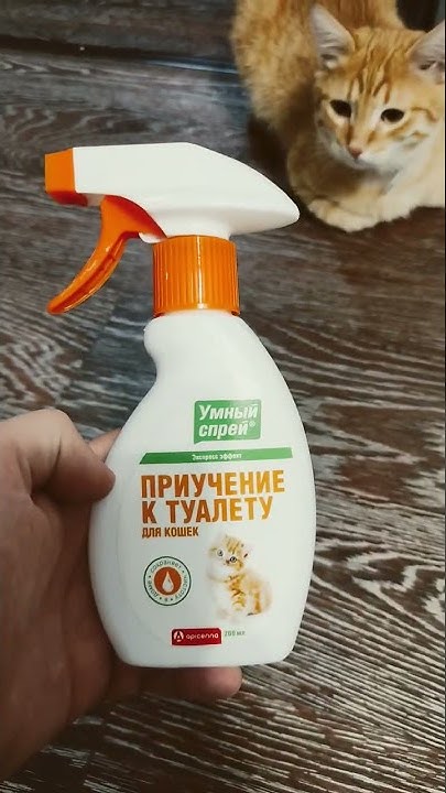 Как приучить кота к лотку - YouTube