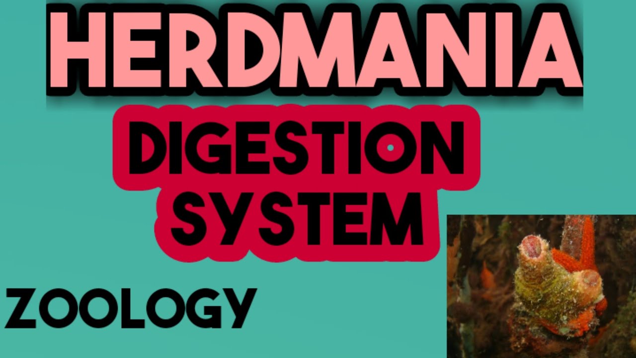 Herdmania Digestion System In Hindi herdmania-digestion-system-in-hindi