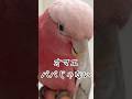 大好きなパパの手から移動させようとしたらやっぱり大惨事になった【モモイロインコ】#shorts