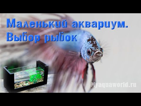 Видео: Маленький аквариум. Аквариумные рыбки | Подбор рыбок | Аквариумистика | Нано аквариум