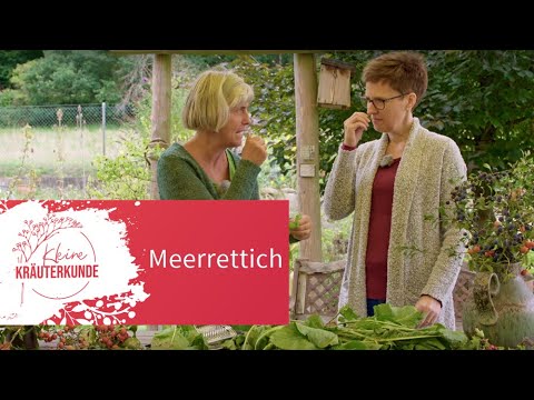 Video: Meerrettich. Pflege, Kultivierung, Fortpflanzung. Krankheiten Und Schädlinge. Vorteilhafte Eigenschaften. Gemüse. Ein Foto