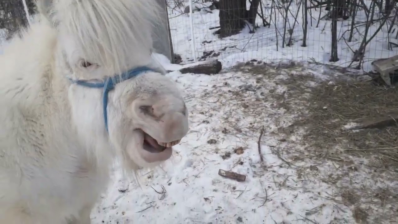 Miniature Horses - Using Hay Cubes, Pellets, or Haylage as Forage