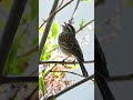 Chipping sparrow bird song shorts