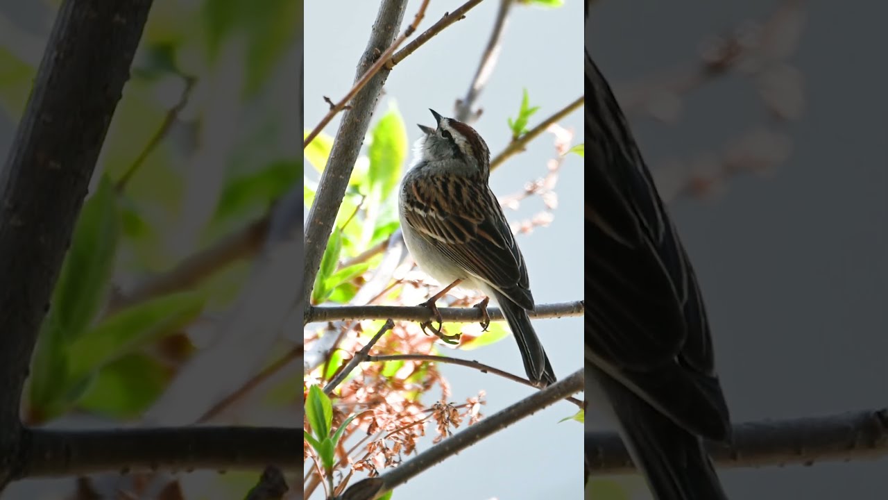 Chipping sparrow bird song  shorts