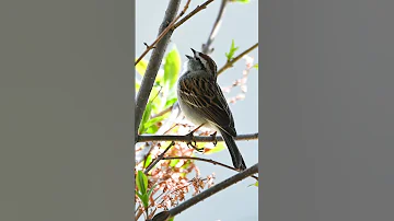 chipping sparrow bird song #shorts