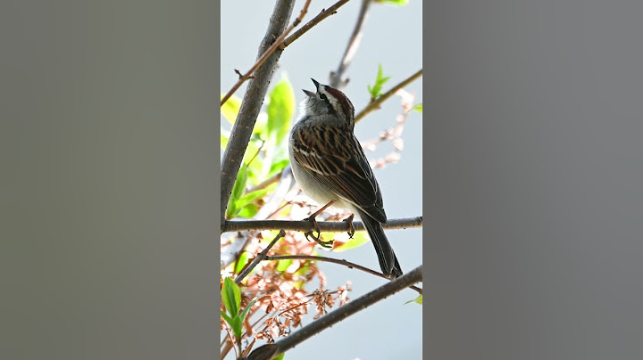 chipping sparrow bird song #shorts