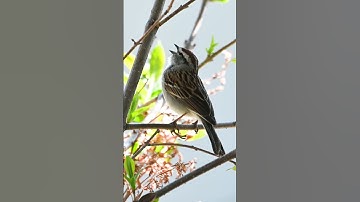 Thumbnail of chipping sparrow bird song #shorts