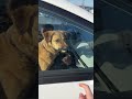 "The Protective Dog" #shortsfeed