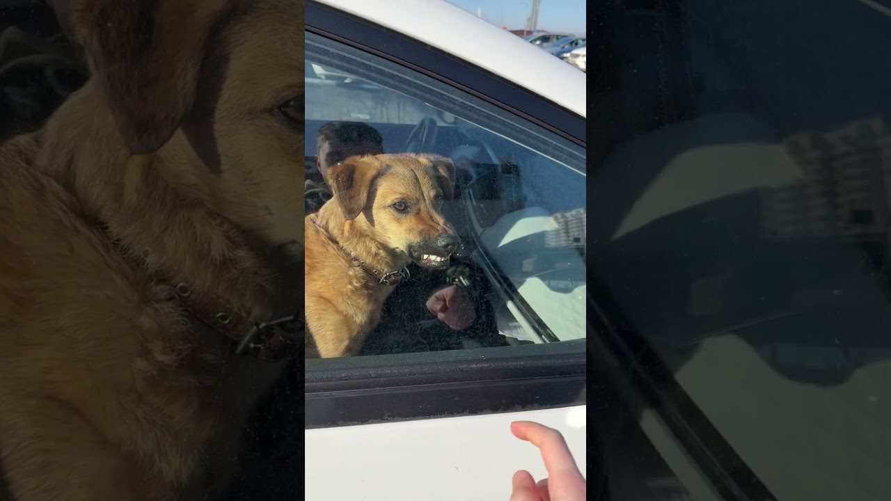 "The Protective Dog" 