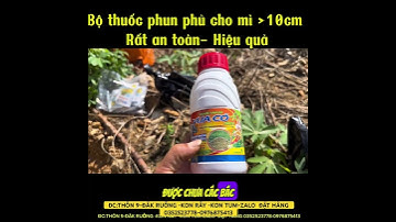 Mì Mới Mọc – Xịt Gì Cỏ Chết Sạch Mà Mì Không Ảnh Hưởng