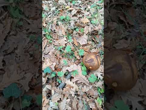 Video: Kış için marine edilmiş porcini mantarı