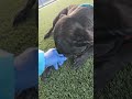 Belly rubs for Fred! Acctphilly.org