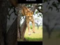 Cubs outsmarted    lioness