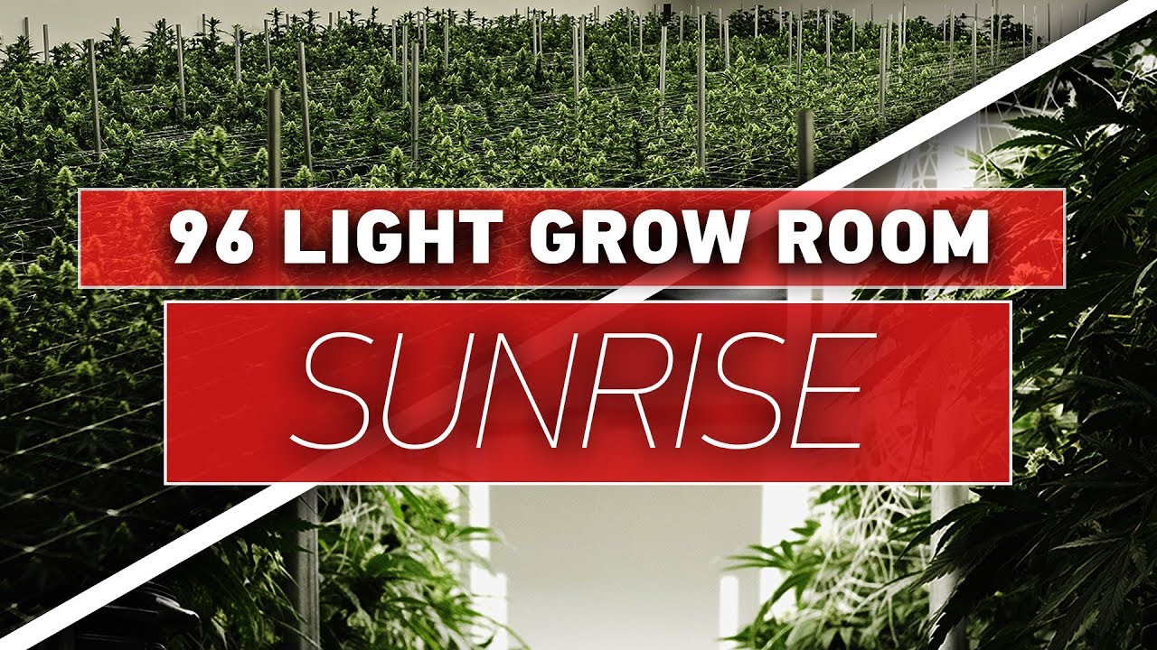 SUNRISE IN A GROW ROOM