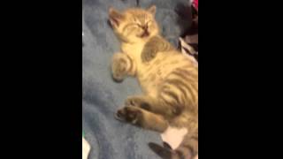 Baby kitty wagging tail while sleeping