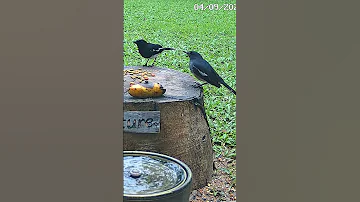 Backyard Birds # Magpie Robin # Feeder