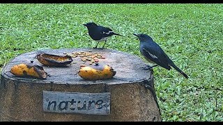 Download Lagu Backyard Birds # Magpie Robin # Feeder MP3