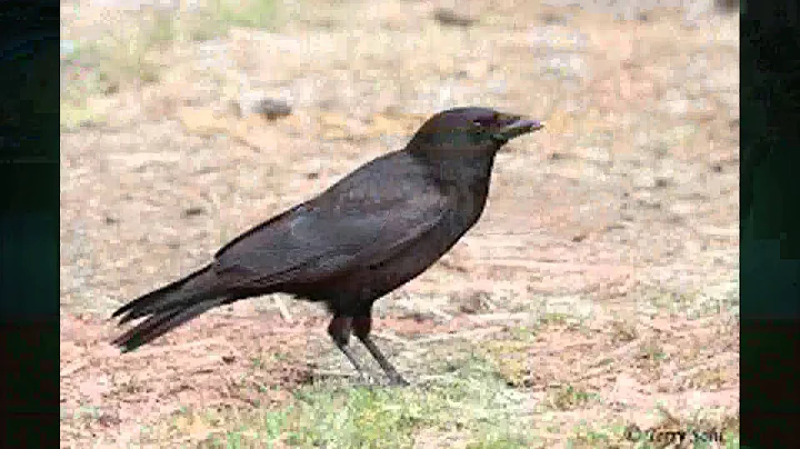 1/27/16 Bird Notes with Mark LaBarr of Audubon VT on 'Across The Fence'