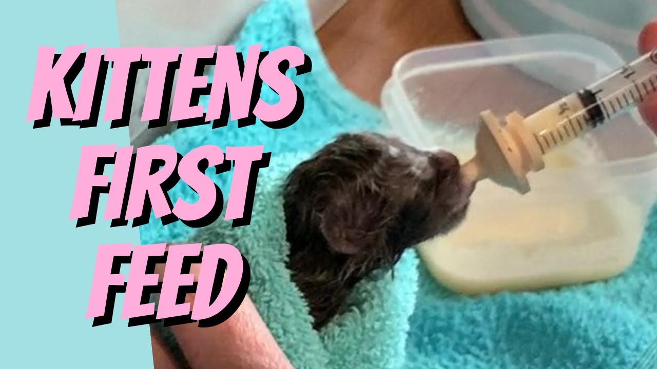 How to Feed Newborn Kittens Safely as a New Cat Breeder - YouTube