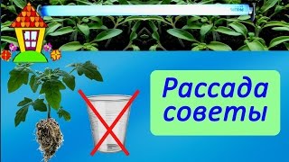 Секреты выращивания рассады. Посев томатов на рассаду.