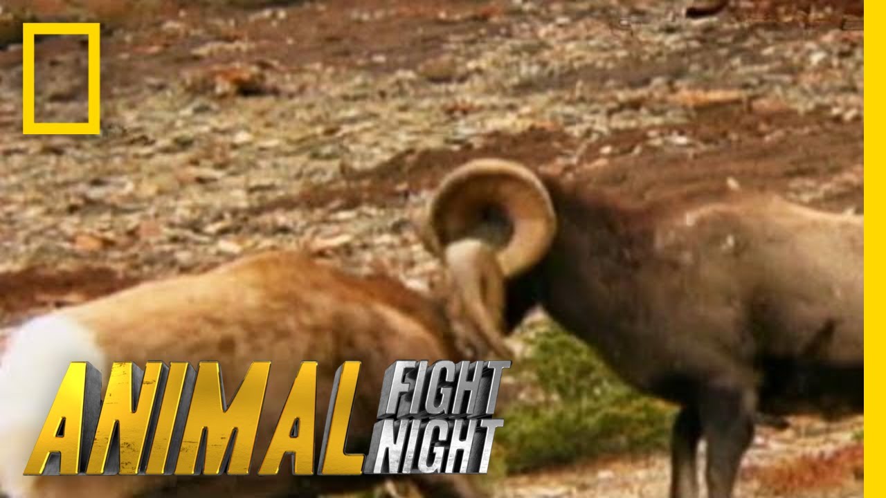 These Rams Go Head to Head - Literally | Animal Fight Night - YouTube