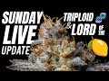 Sunday live triploid  lord of the lemons update