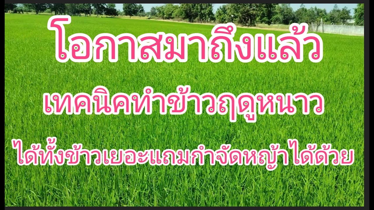 ปลูกข้าวฤดูหนาวให้ได้ผลิตสูง