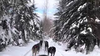 Dog mushing